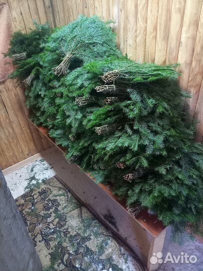 Пихтовые веники