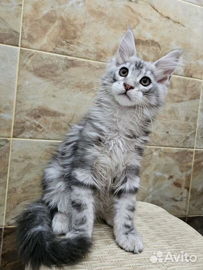 Котята мейн-кун