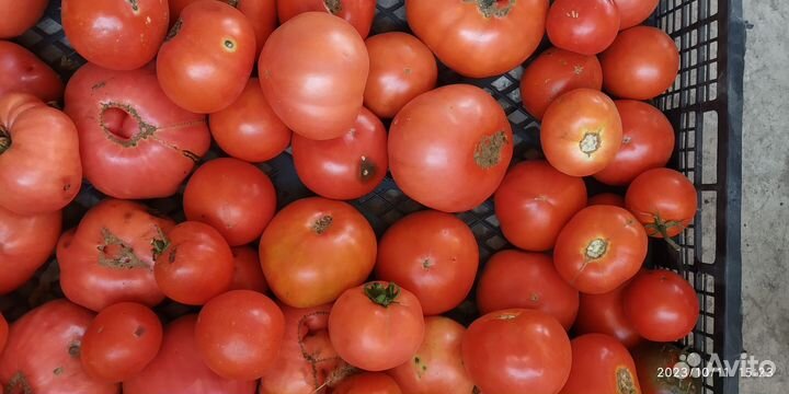 Помидоры свежие домашние