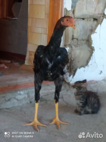 Бойцовая птица