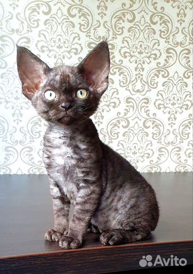 Котята девон-рекс