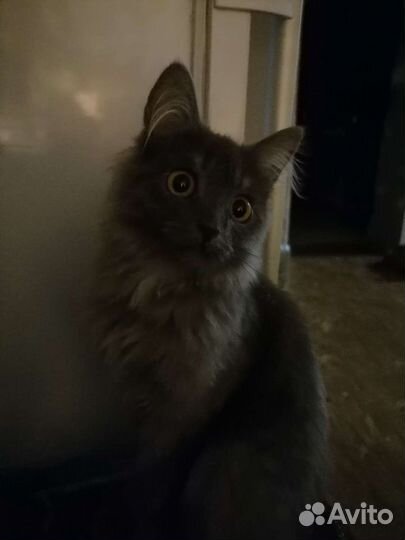 Котятки, от персидской кошки