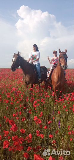 Прогулки на лошадях