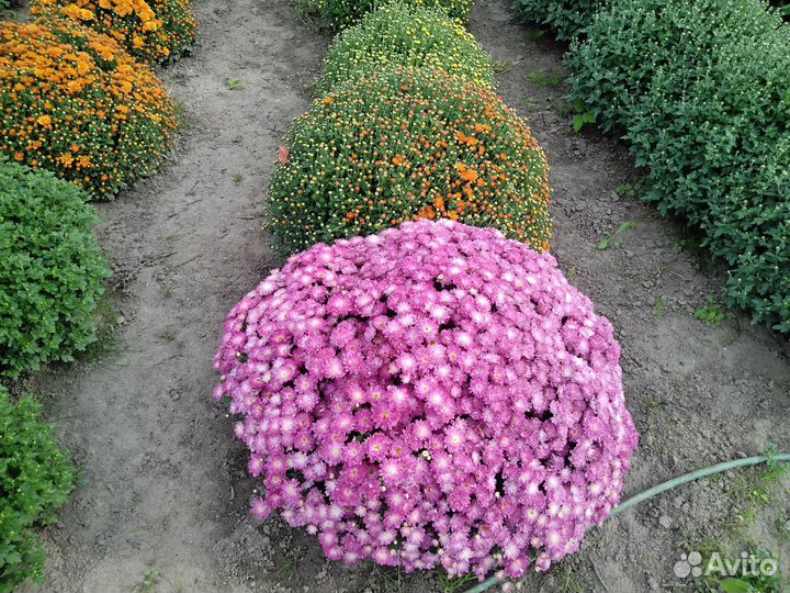 Рассада хризантем мультифлора и корейские
