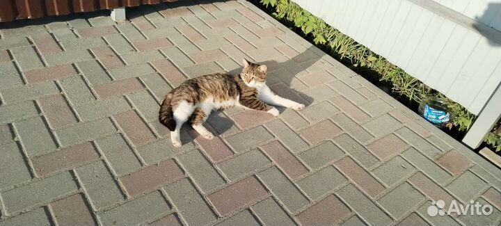 Пристраиваем кота ищем хозяев