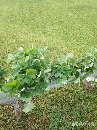 Усы клубники