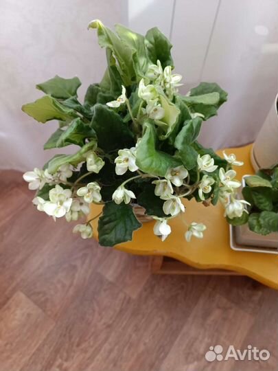 Отростки растений