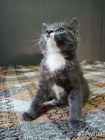 Котенок Невской Маскарадной