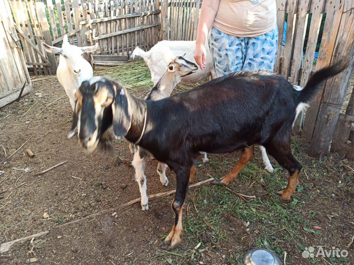 Козы дойные зааненской и нубийской пород