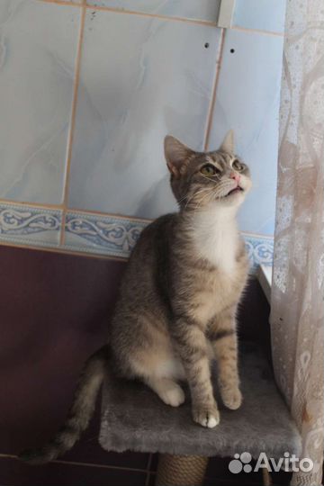 Самая ласковая кошечка