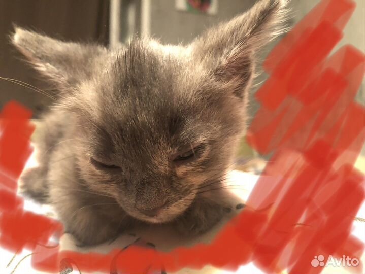 Кошка в дар