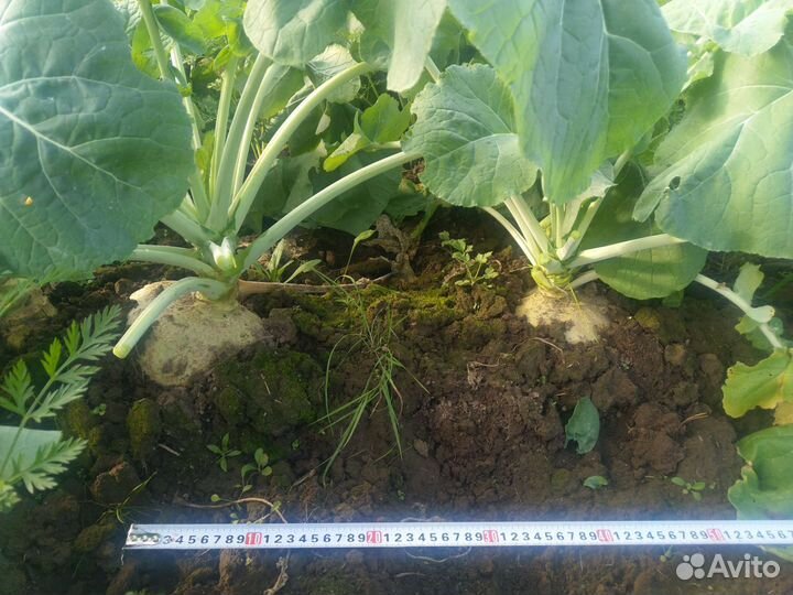 Семена брюквы. Сортовая