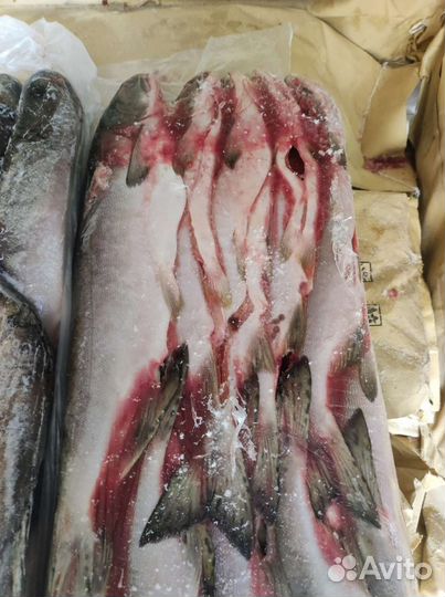 Горбуша свежая 2023