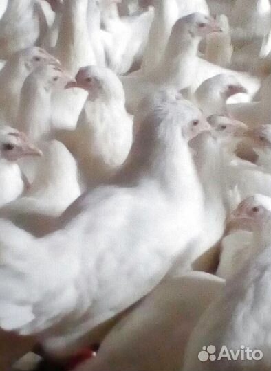 Куры молодые несушки