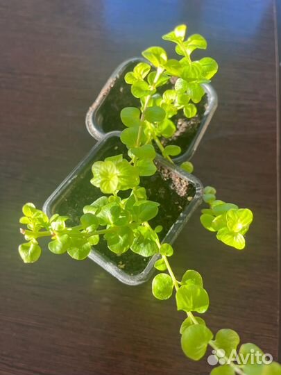 Лизимахия (вербейник монетчатый )