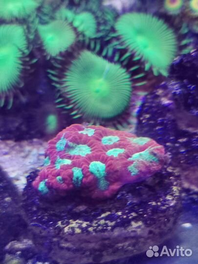 Живые кораллы