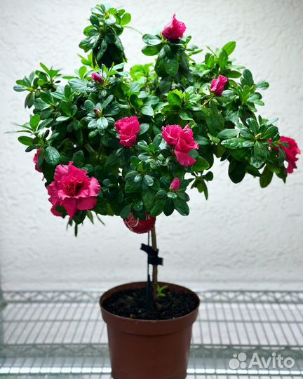 Азалия штамбовая