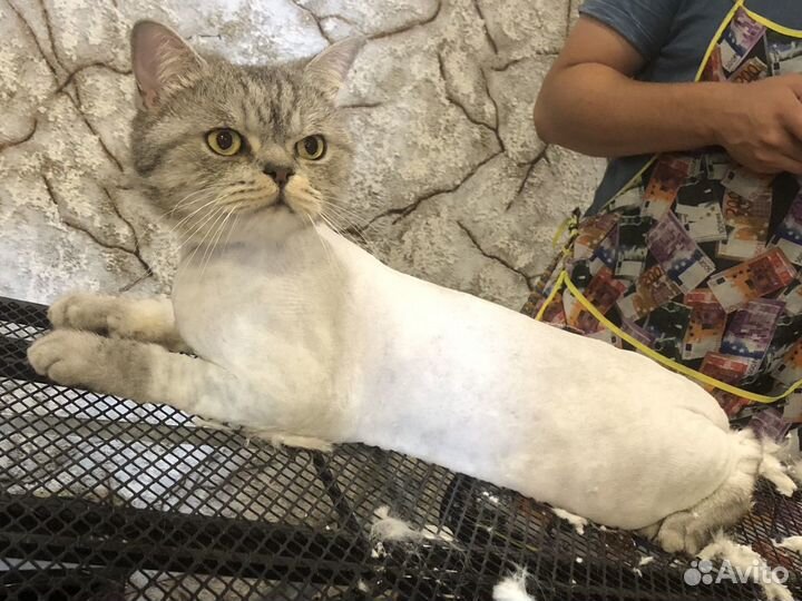 Стрижка (Груминг) Кошек