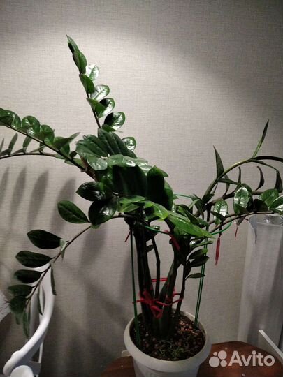 Замиокулькас