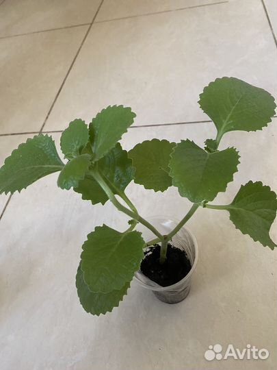 Плектрантус