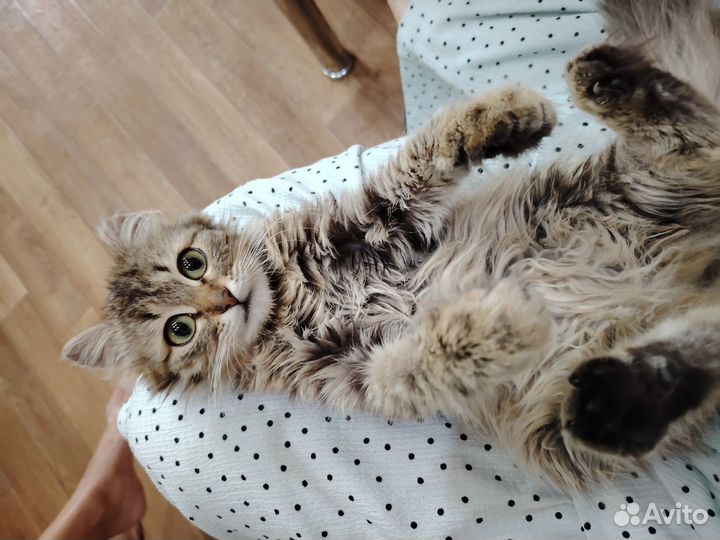 Молодая кошечка