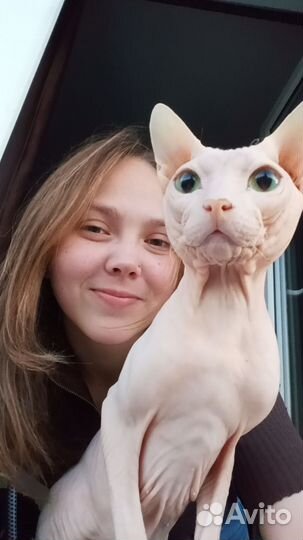 Донской сфинкс