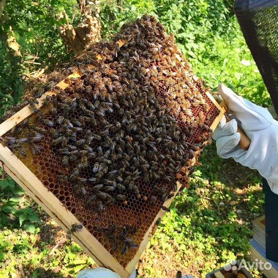 Продам пчелопакеты