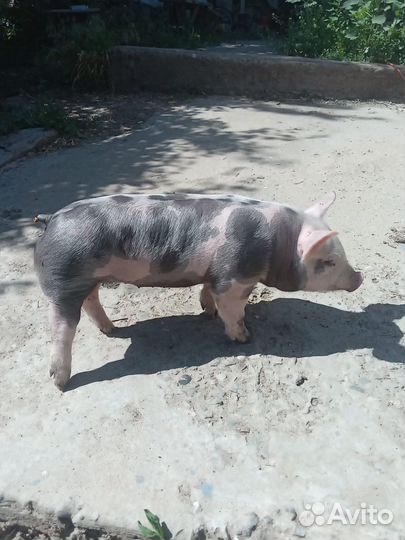 Поросята породы Пьетрен на племя