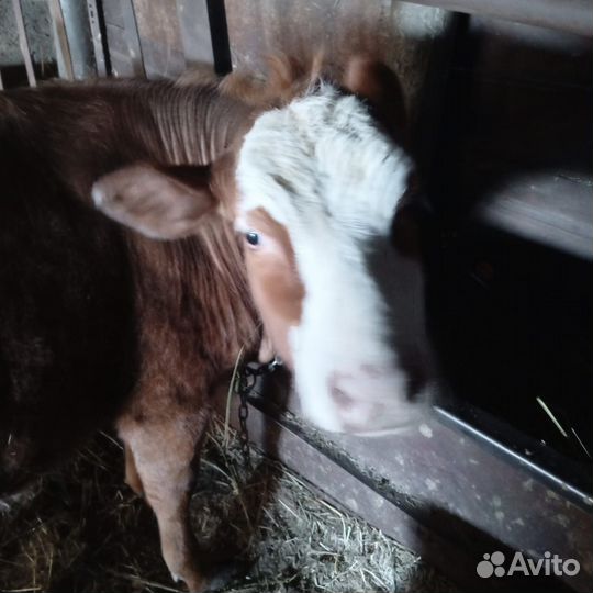 Телята телочки