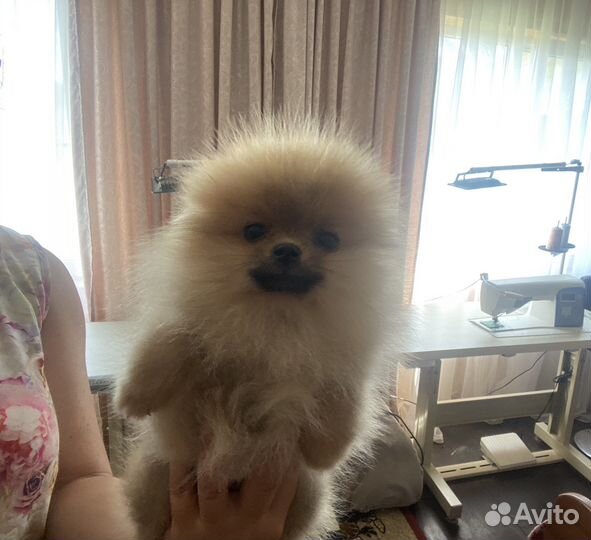 Миниатюрный шпиц