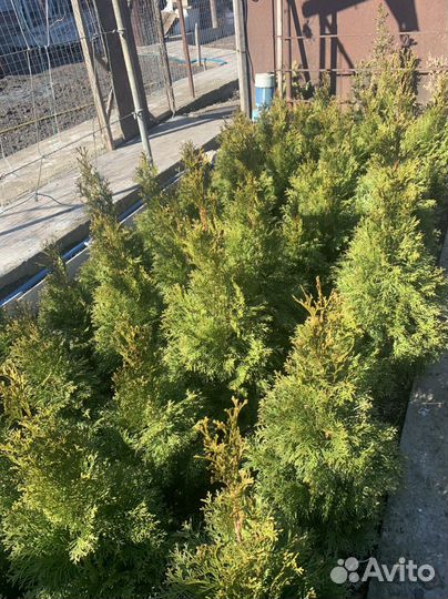 Декоративные Растения