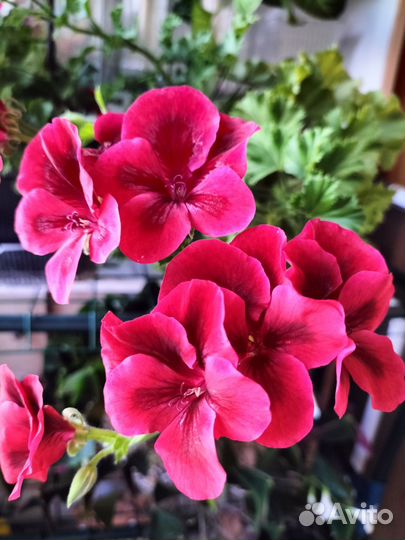 Пеларгония герань королевская, укоренённые черенки