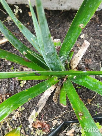 Юкка садовая