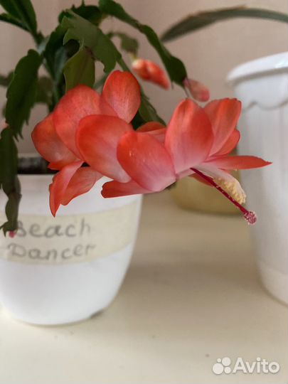 Сортовые декабристы