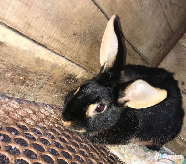 Продам кроликов