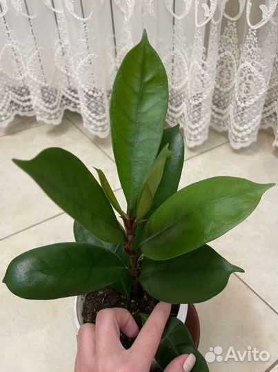 Фикусы:Циацистипулла/Беннедикта