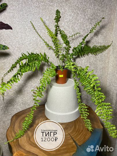 Папоротник тигр