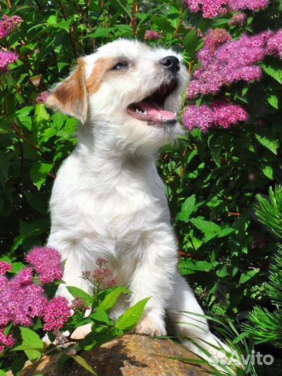 Щенки джек рассел терьер