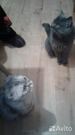 Кот Шотландец-британец