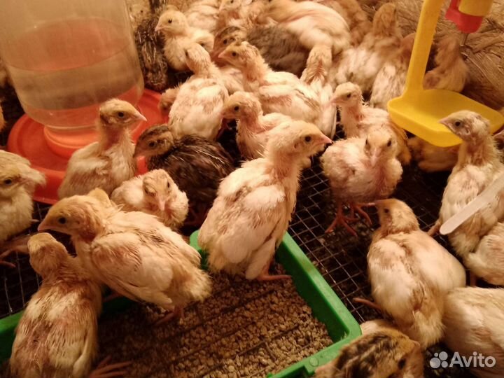 Перепела суточные