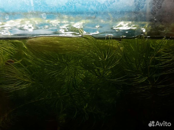 Поделюсь роголистником