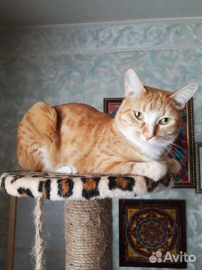 Кошки в добрые руки бесплатно