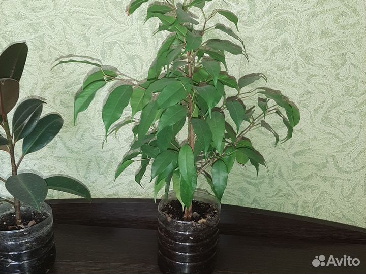Фикус каучуконосный большой