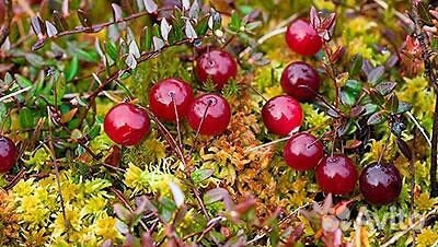 Брусника, клюква садовая