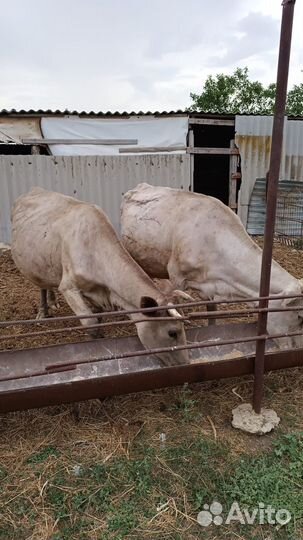 Коровы и телки