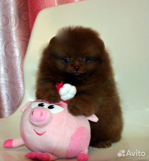 Померанский шпиц,кукольные щенки с документами