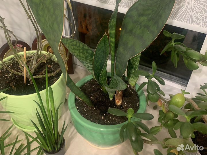 Комнатное растение Сансевиерия масониана