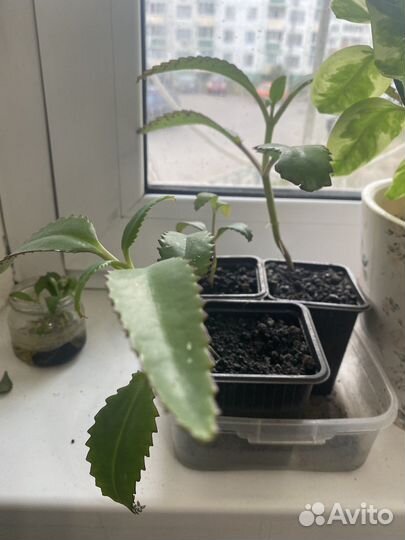 Каланхоэ лечебное