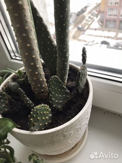 Кактус детки