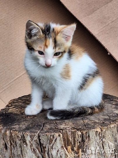 Котята ищут дом